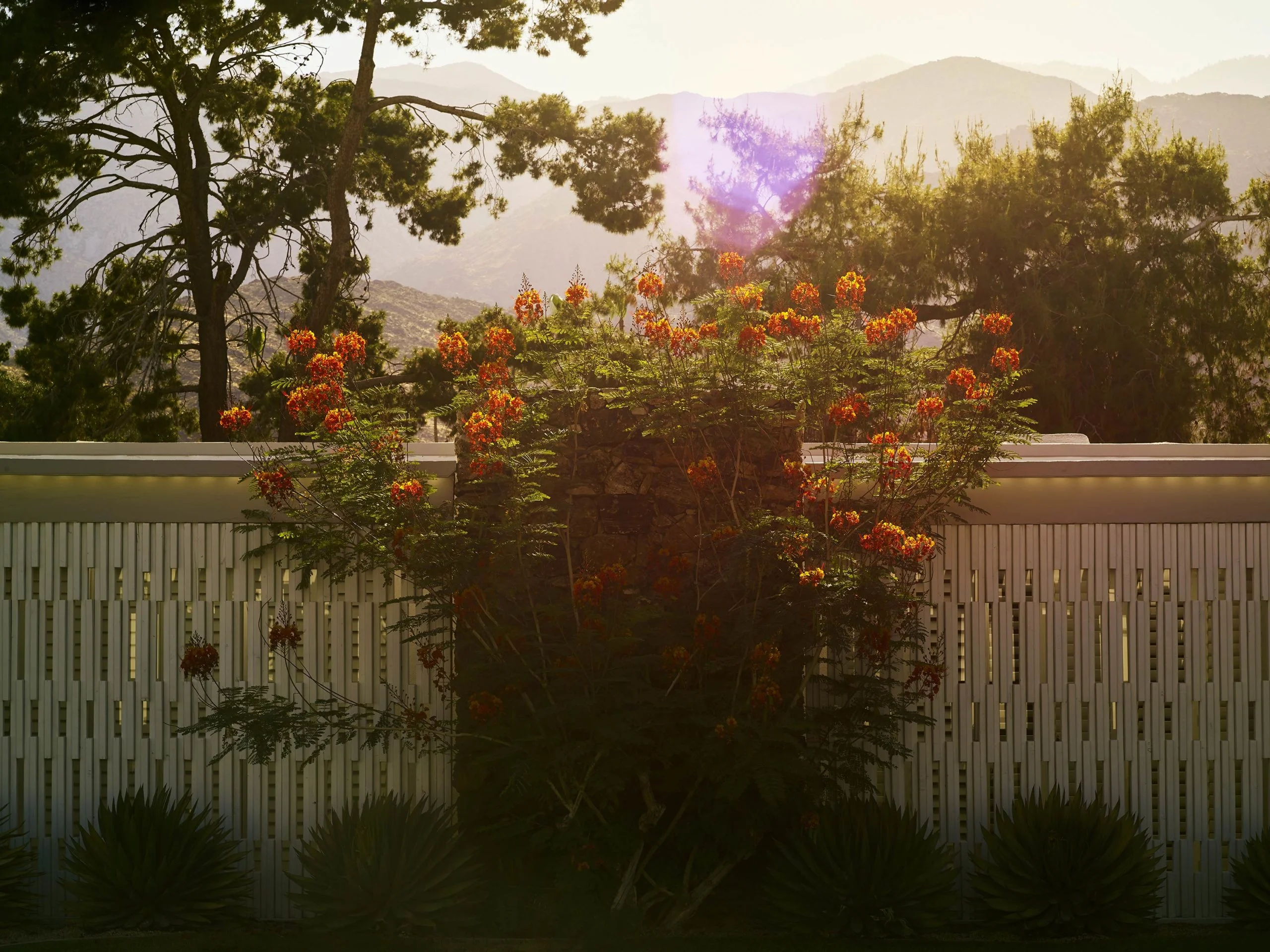 Backlit Bouquet - I Heart Palm Springs Collection - Fine Art Photography by Toby Dixon