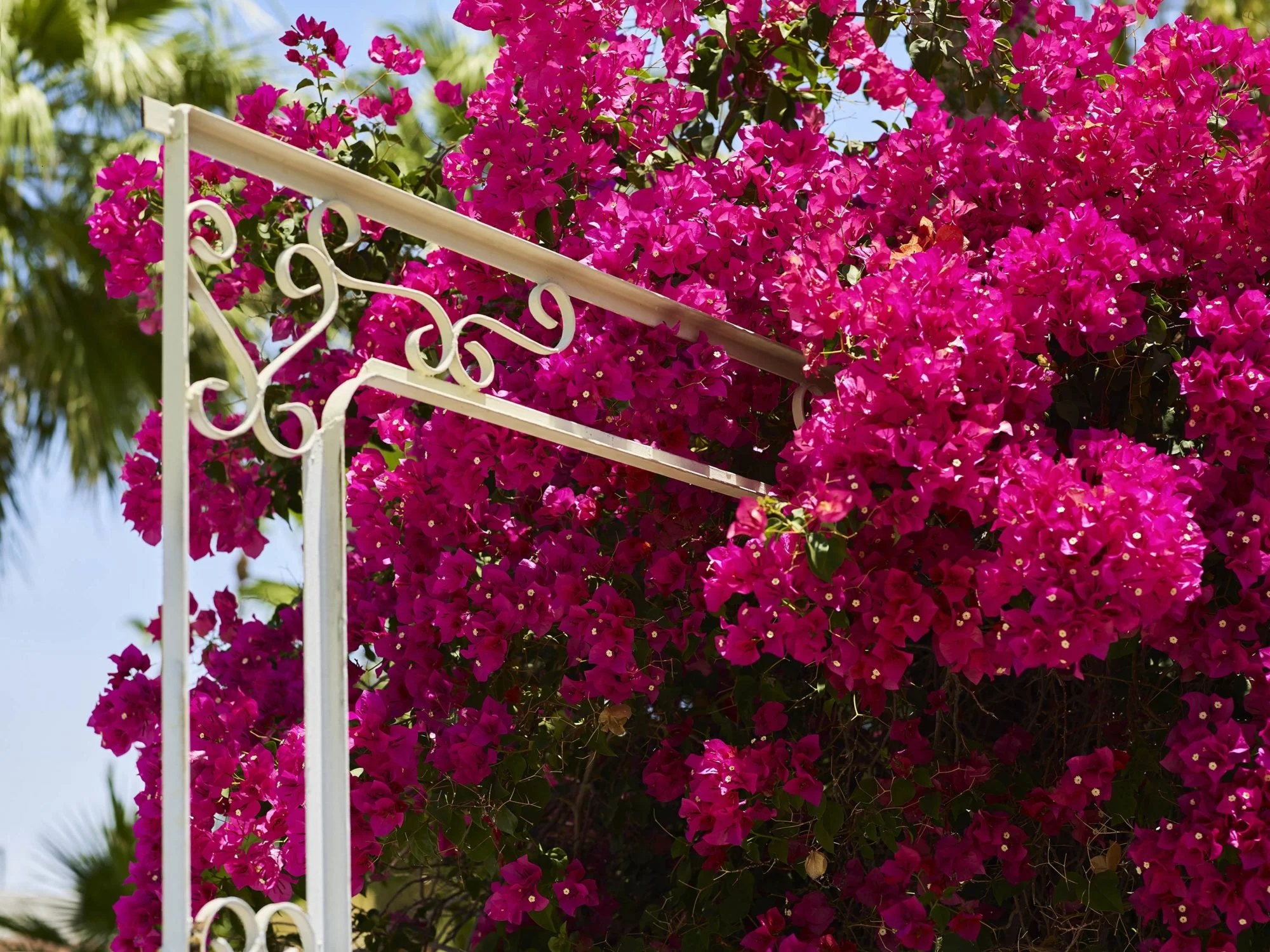 Pink Bloom - I Heart Palm Springs Collection - Fine Art Photography by Toby Dixon