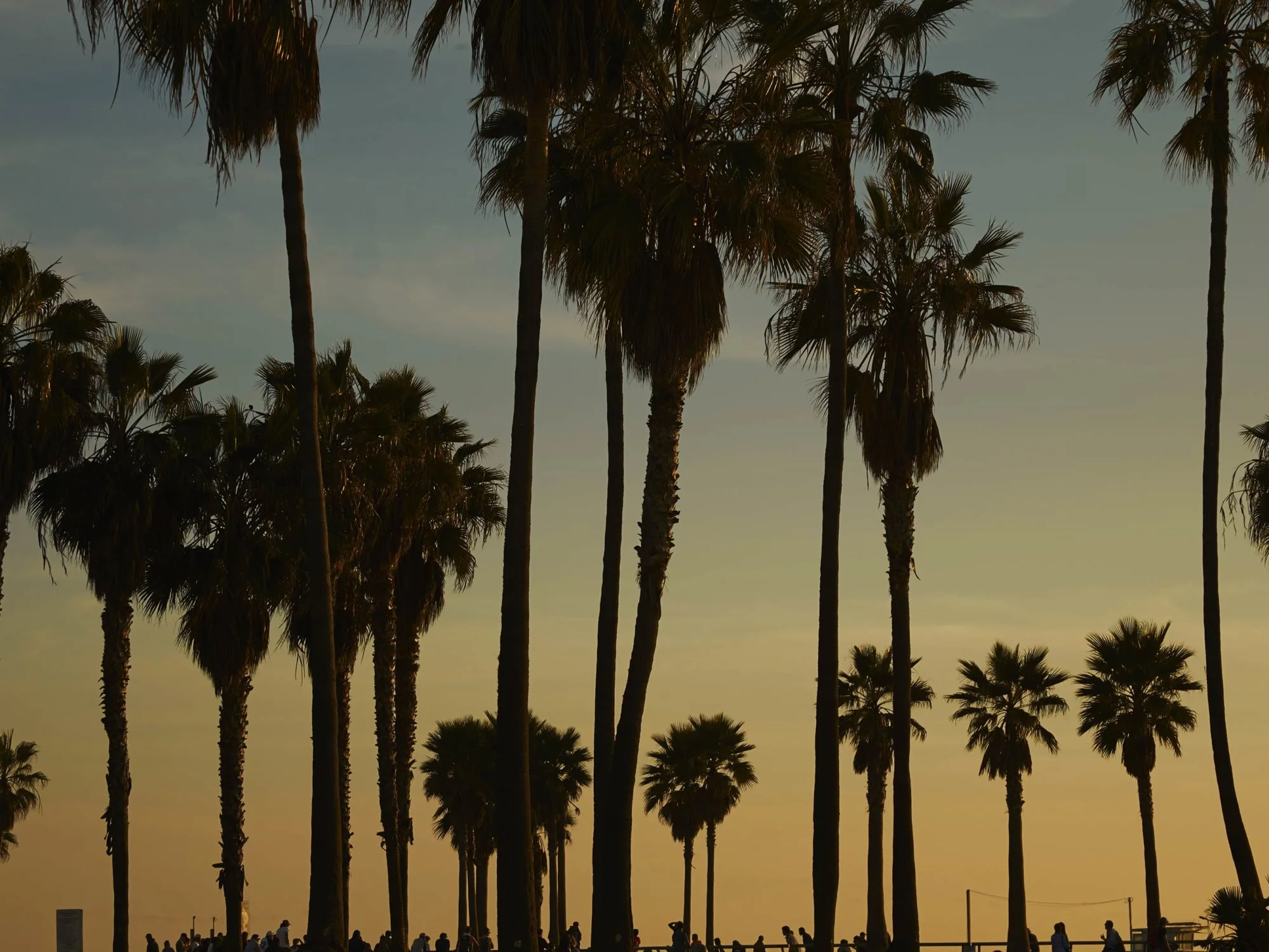 Palms - Skate Park, Venice Beach Collection - Fine Art Photography by Toby Dixon