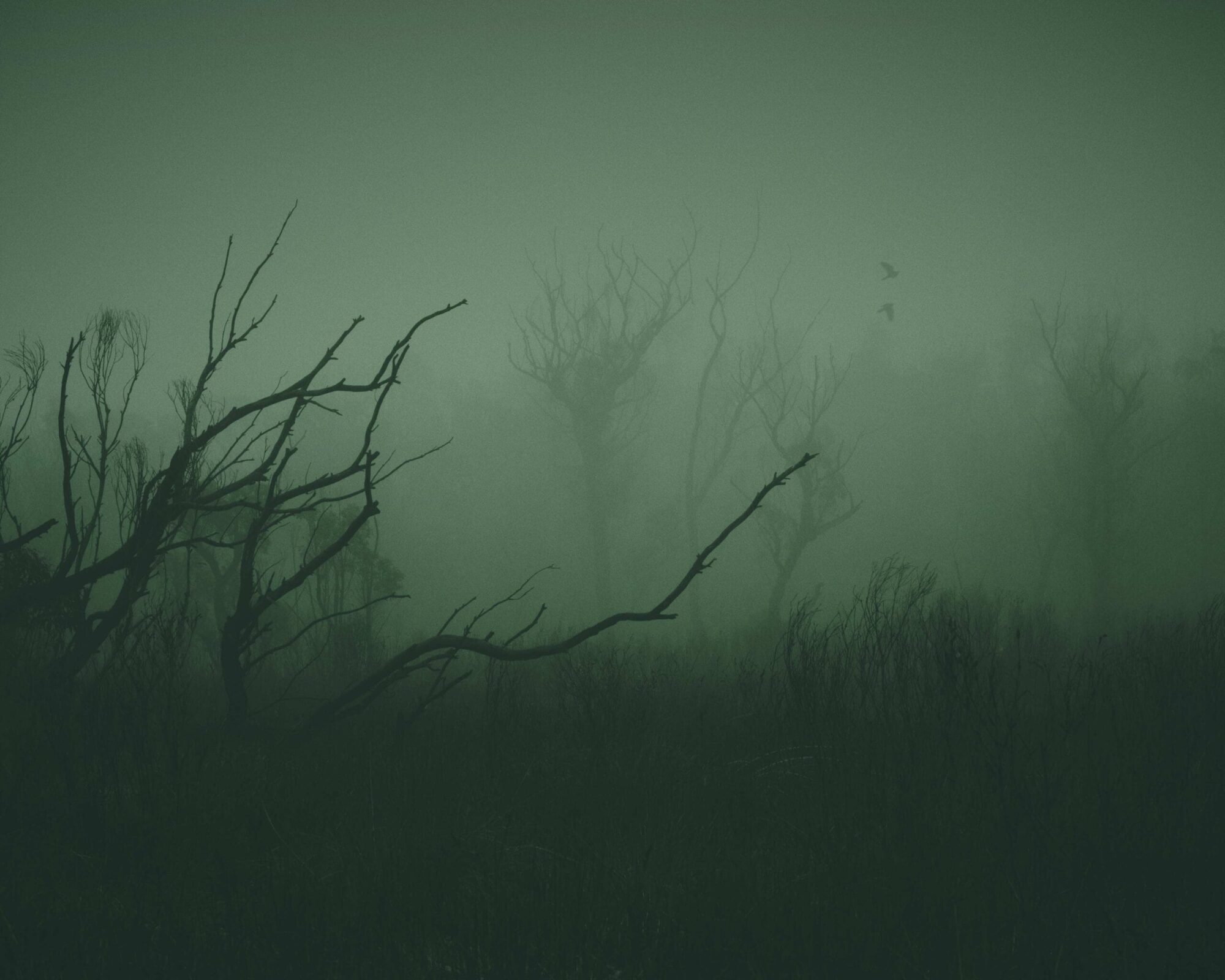 Barren Grounds - Talking To Fog Collection - Fine Art Photography by Toby Dixon