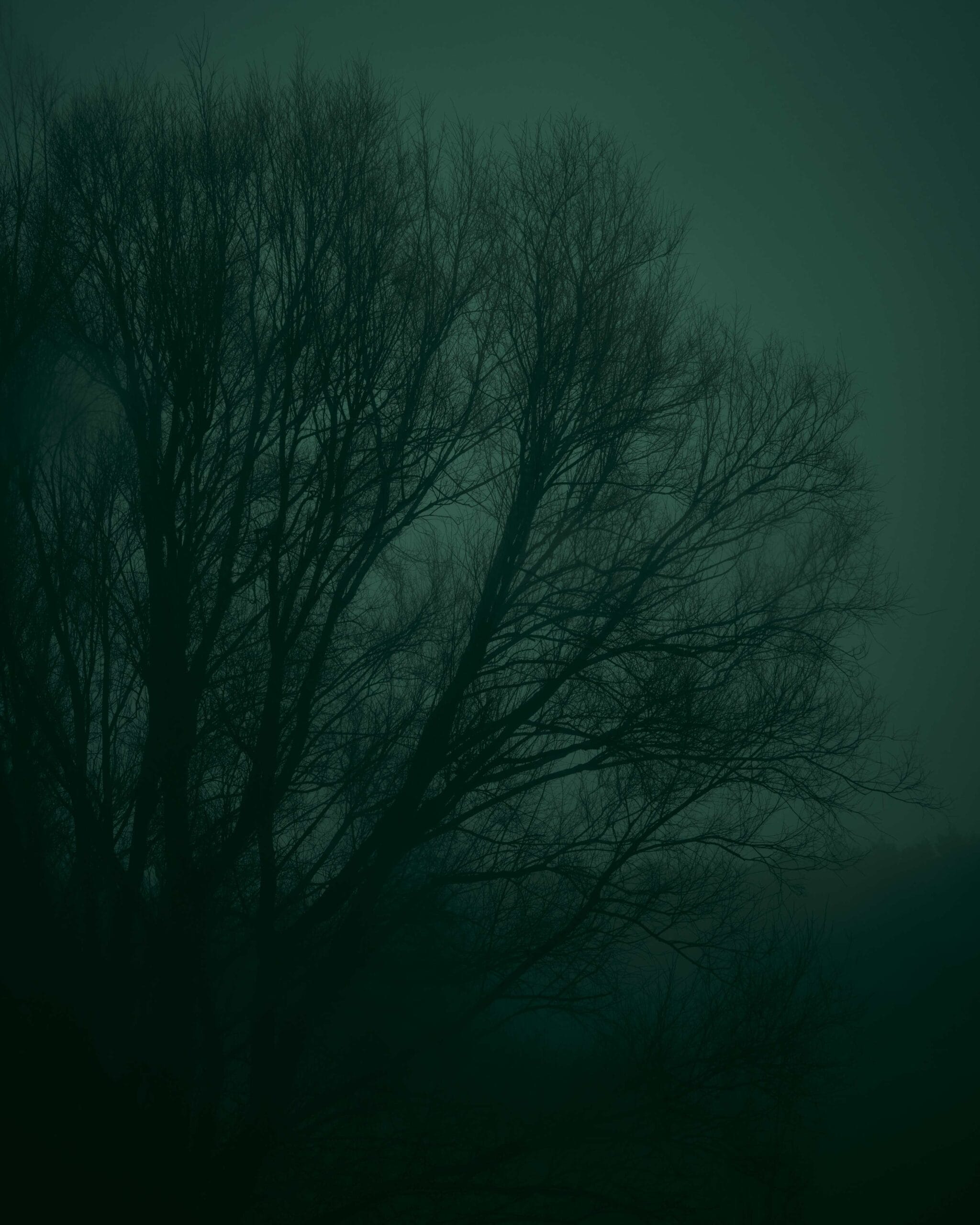Winter Solstice no.2 - Talking To Fog Collection - Fine Art Photography by Toby Dixon